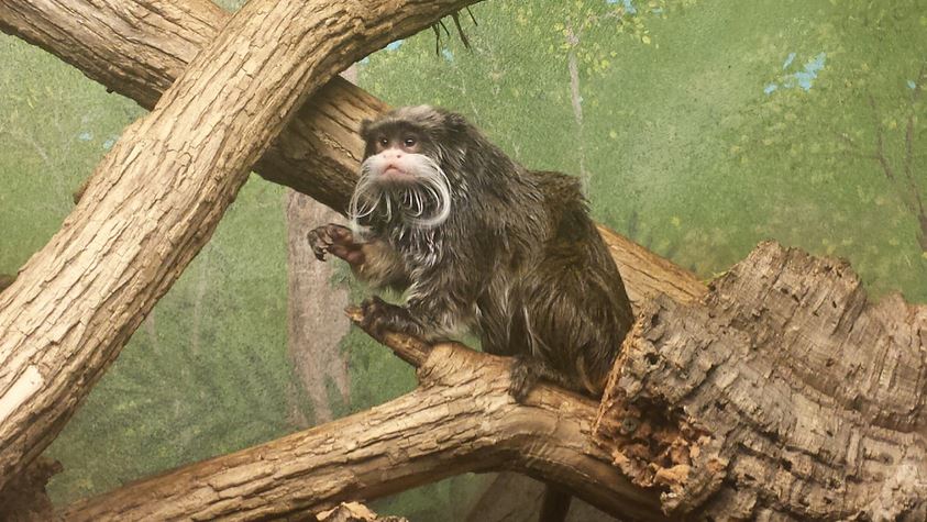 Aug. 2013 - World of the Insect - Emperor Tamarin