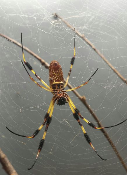 Aug. 2013 - World of the Insect - Florida Orb-Weaver