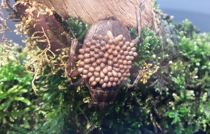 Aug. 2013 - World of the Insect - Giant Water Bug