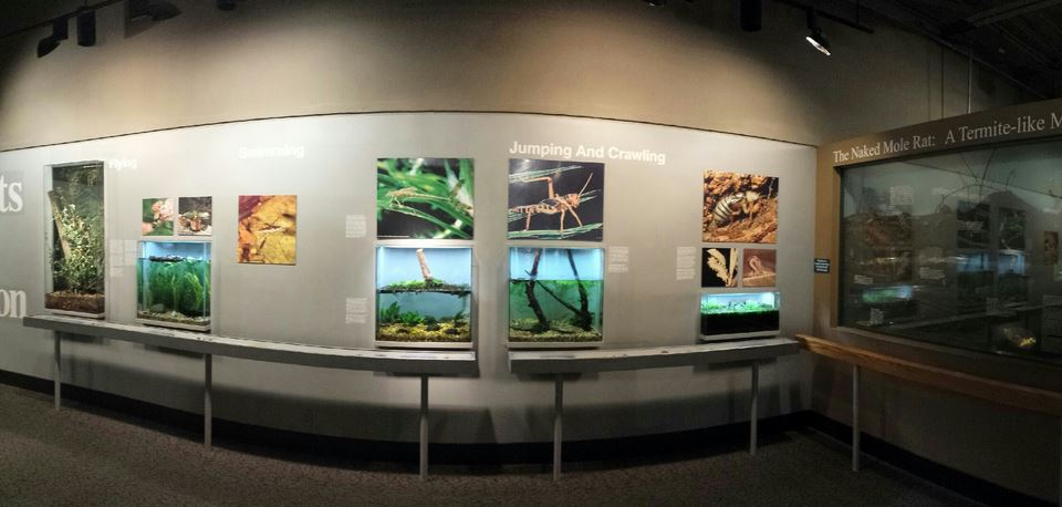 Aug. 2013 - World of the Insect - Insects in Motion + Naked Mole Rat Sectio