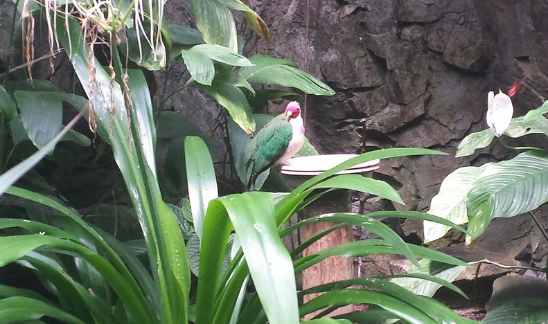 Aug. 2013 - World of the Insect - Jambu Fruit Dove