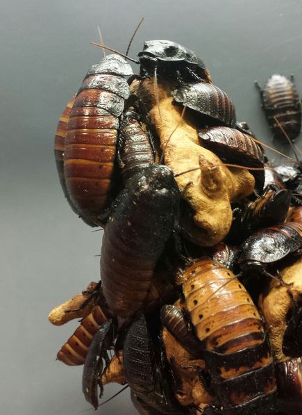 Aug. 2013 - World of the Insect - Madagascar Hissing Cockroaches