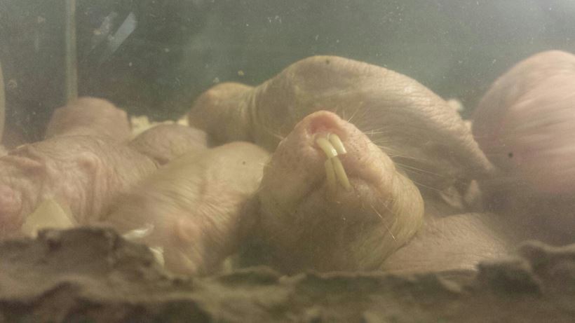 Aug. 2013 - World of the Insect - Naked Mole Rats