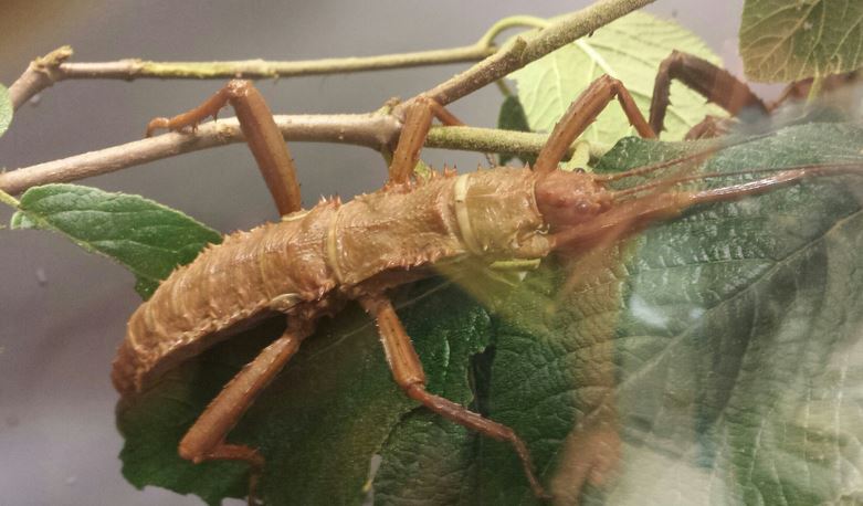 Aug. 2013 - World of the Insect - Thorny Devil Stick Insect