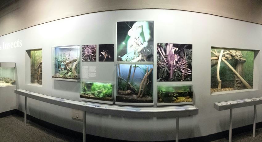 Aug. 2013 - World of the Insect - What Eats Insects Section