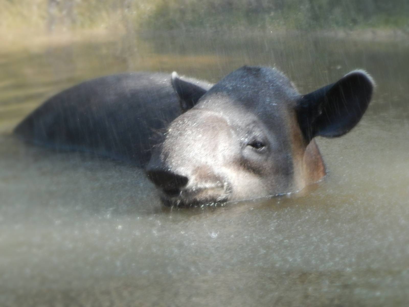Aug. 2014 - Africa-Asia-South America - Bairds Tapir