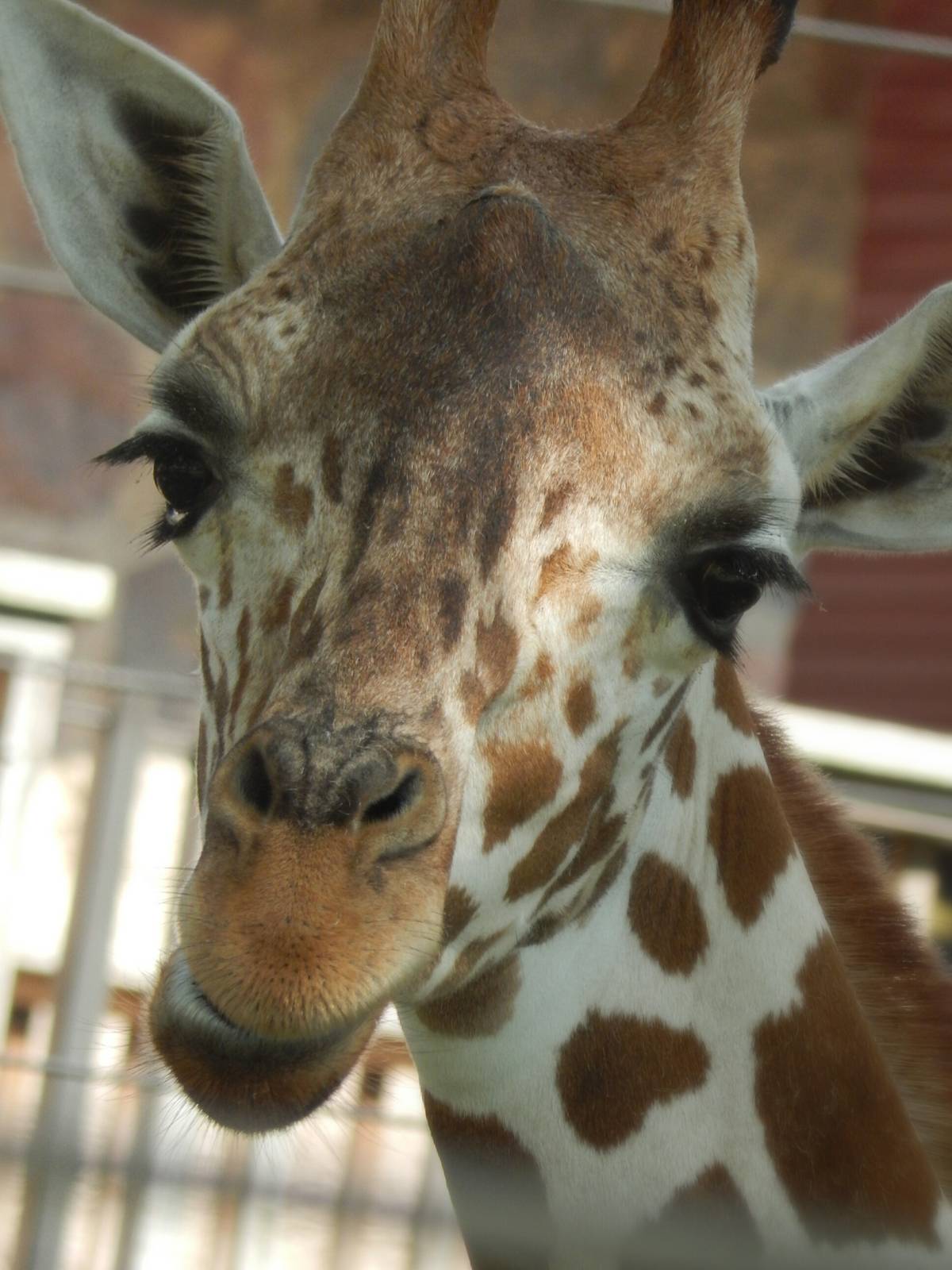 Aug. 2014 - Africa-Asia-South America - Giraffe Experience