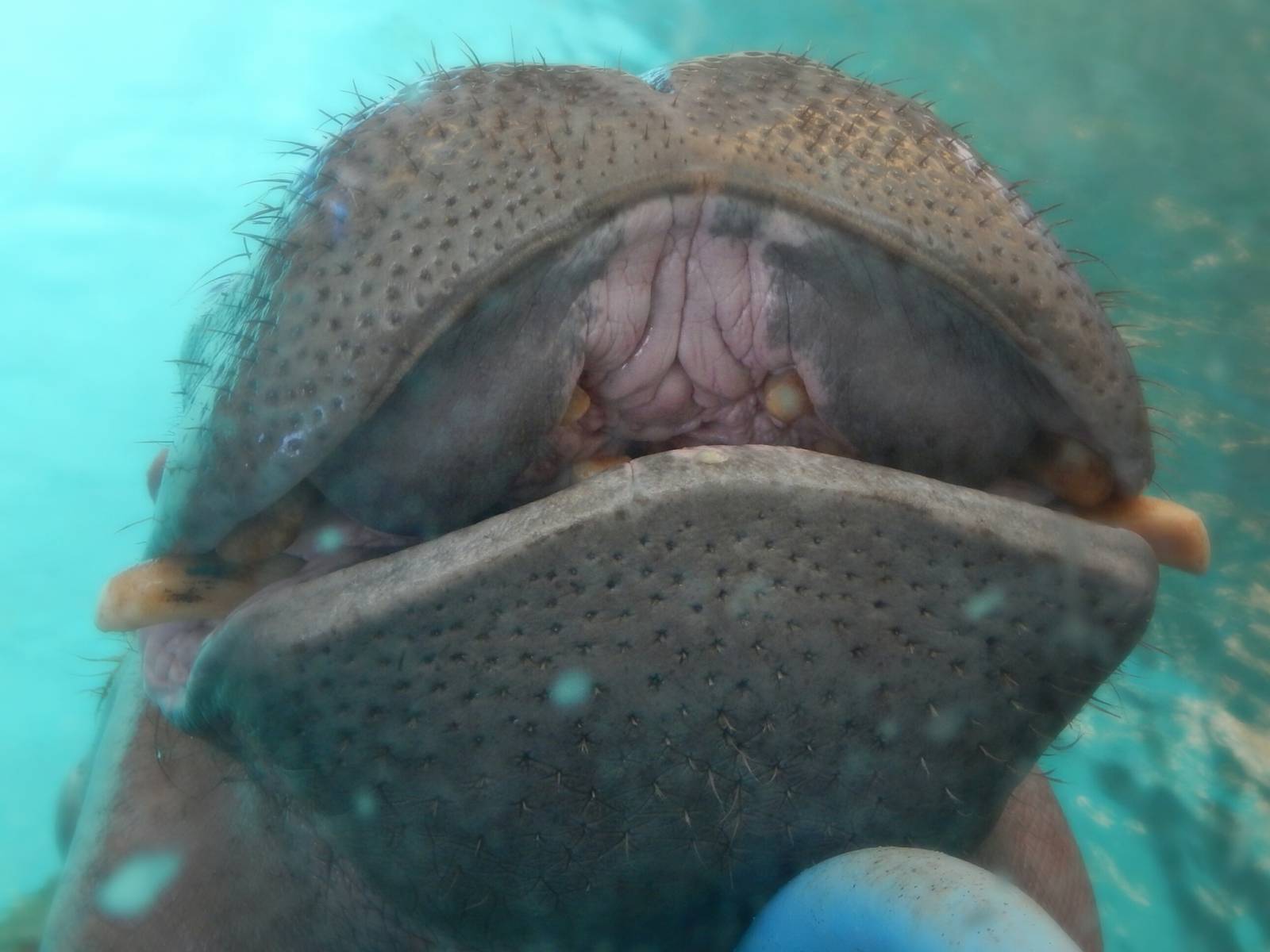 Aug. 2014 - Africa-Asia-South America - Hippo Home