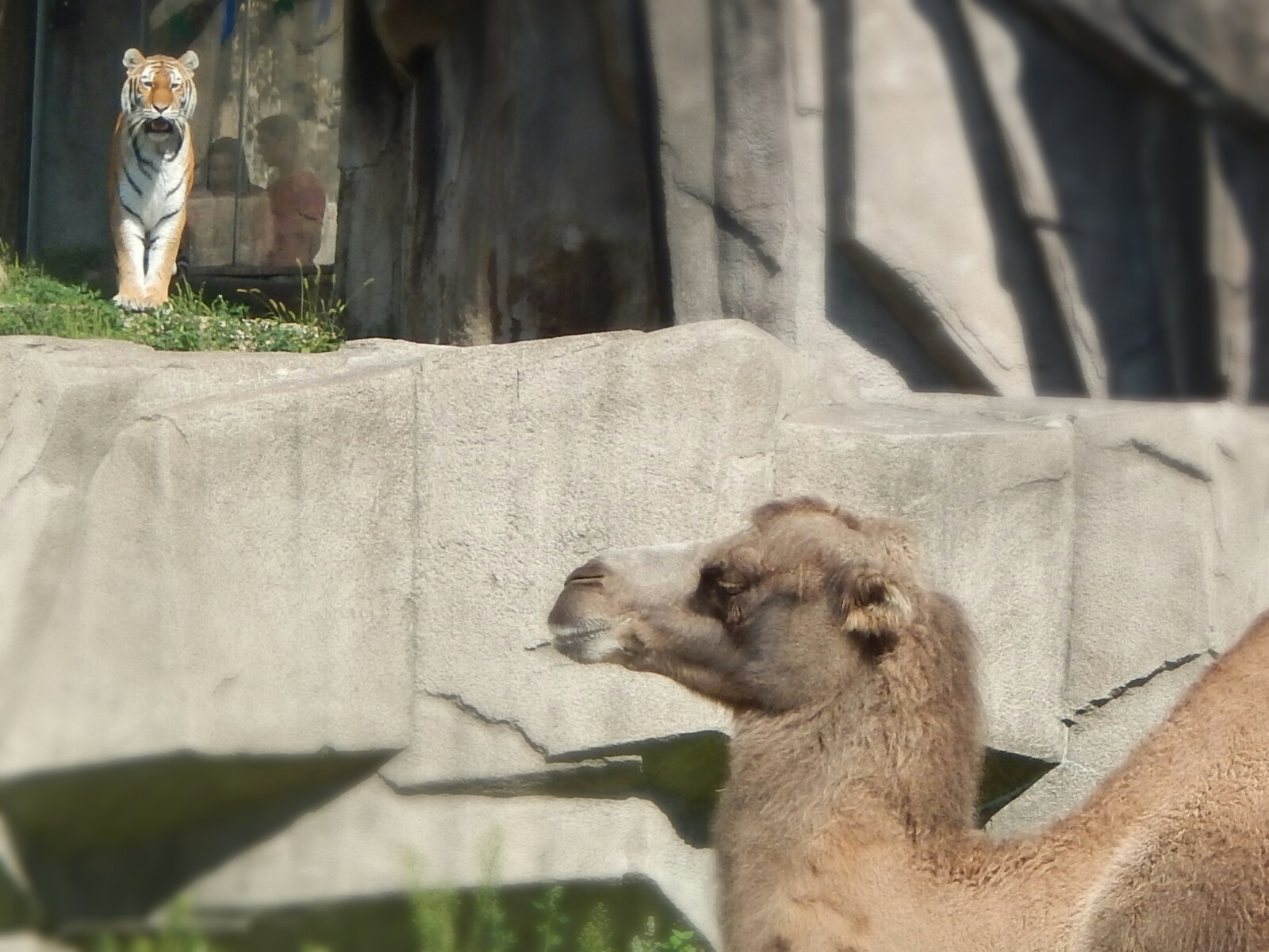 Aug. 2014 - Africa-Asia-South America - The Predator and the Prey