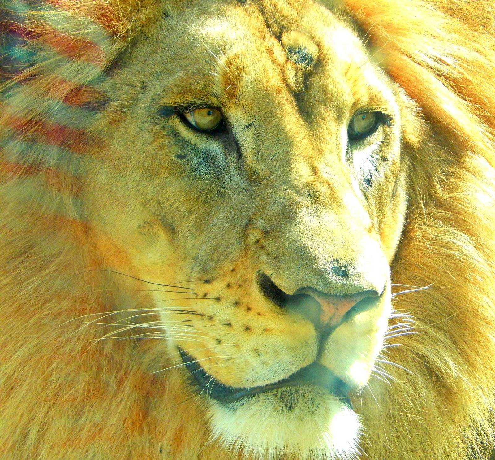 Aug. 2014 - Africa - Have You Ever Heard of a Patriotic Lion?