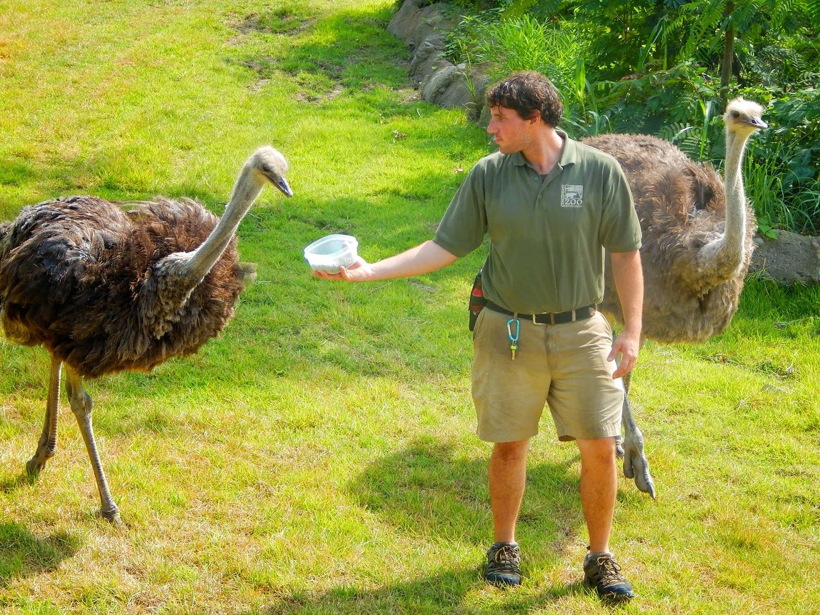 Aug. 2014 - Africa - Ostrich Feeding