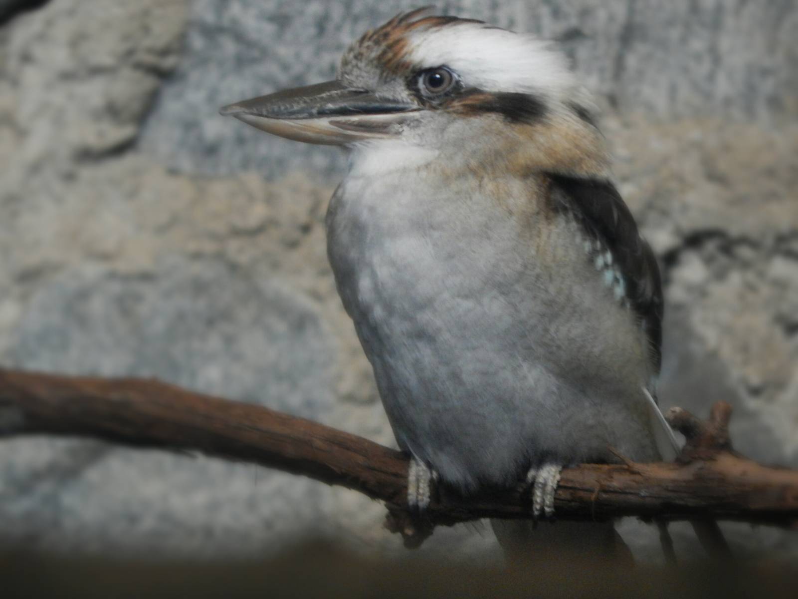 Aug. 2014 - Australia - Laughing Kookaburra