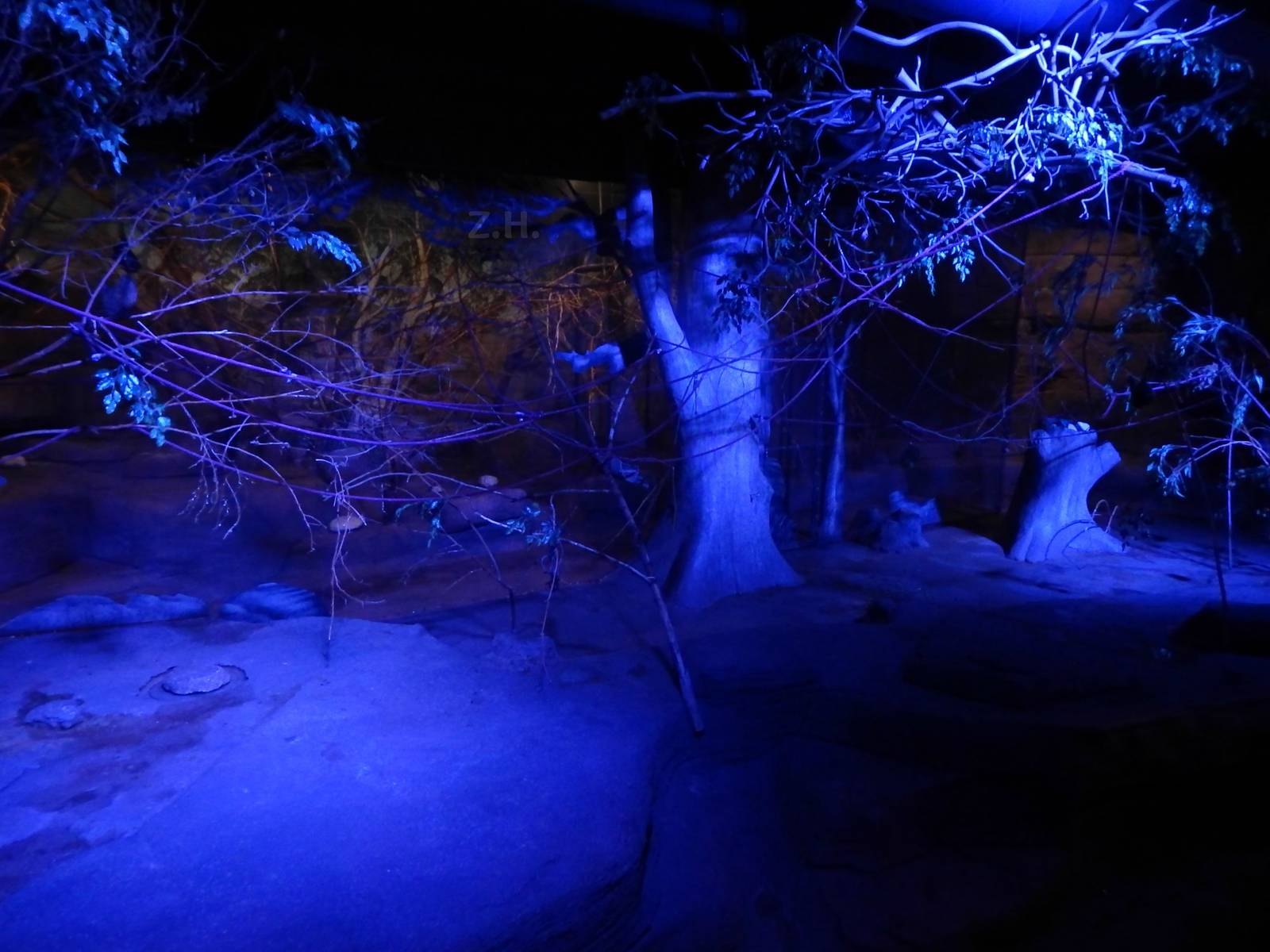 Aug. 2014 - Australia - Rodriguez Flying Fox Exhibit