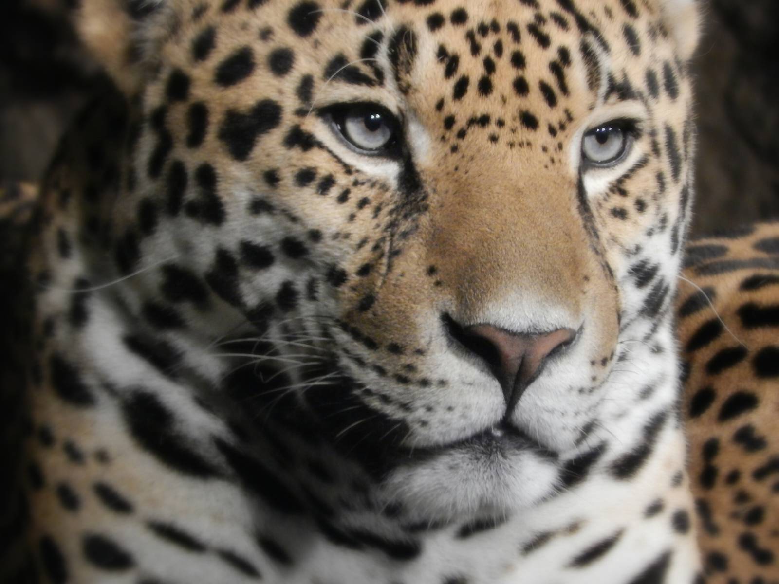 Aug. 2014 - Big Cat Country - Jaguar