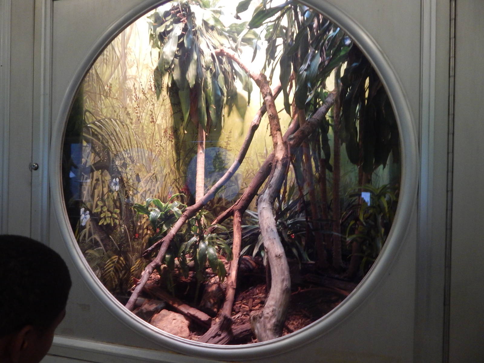 Aug. 2014 - Birds + Reptiles - Peach-throated Monitor Exhibit