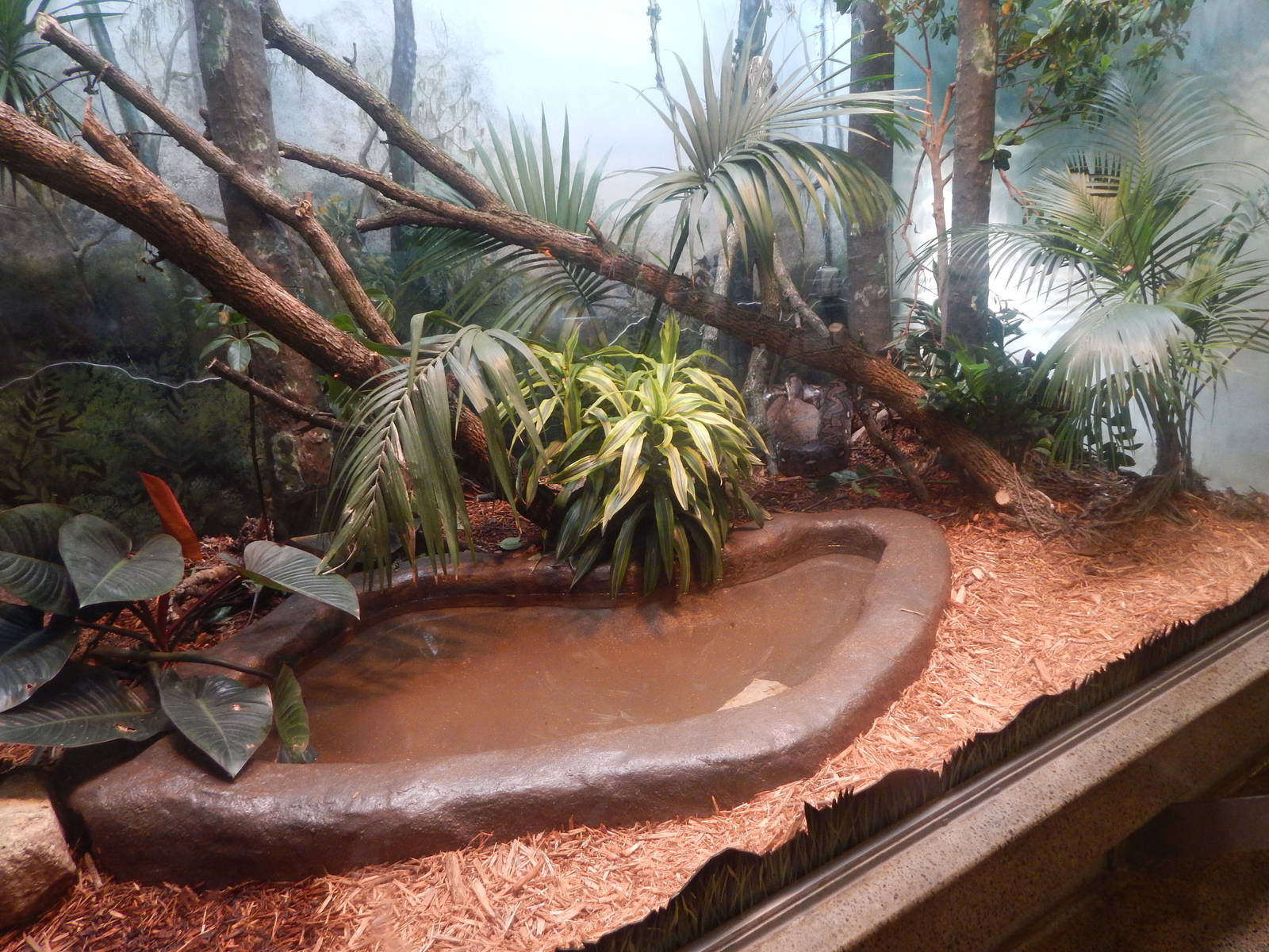 Aug. 2014 - Birds + Reptiles - Reticulated Python Exhibit