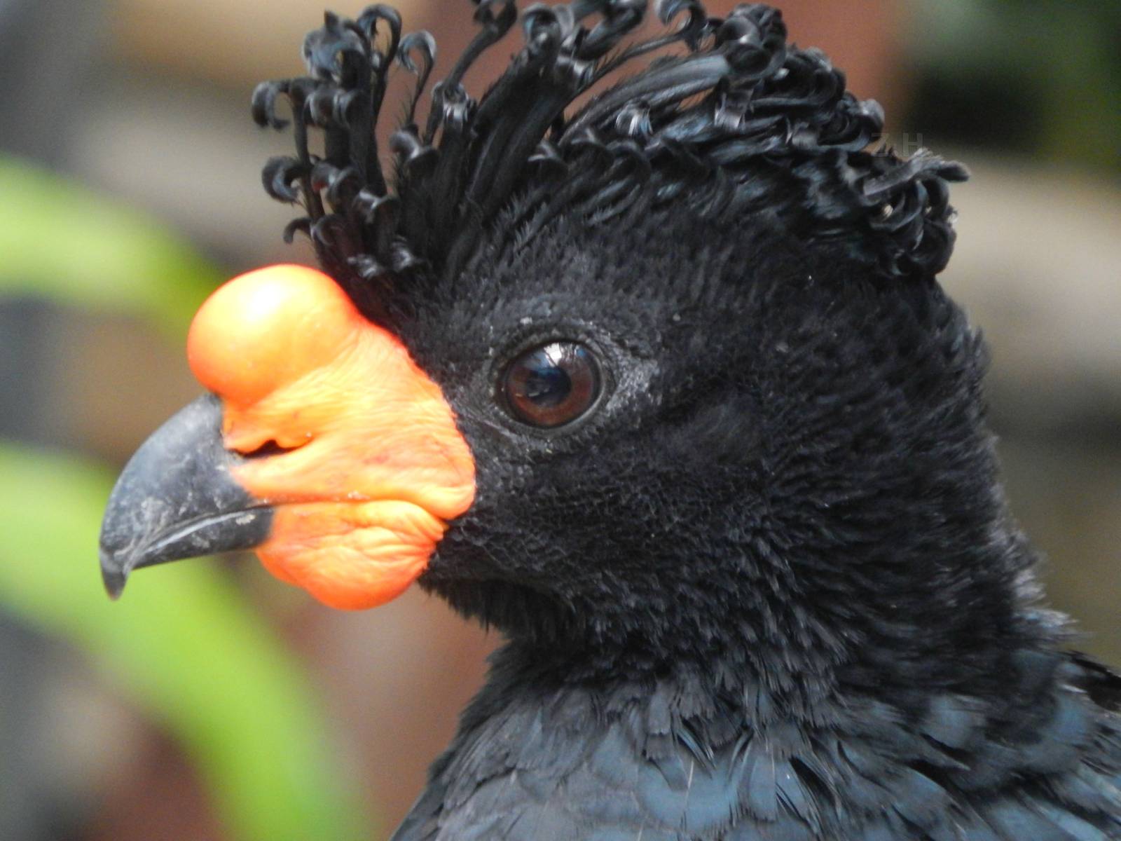 Aug. 2014 - Birds + Reptiles - Wattled Curassow