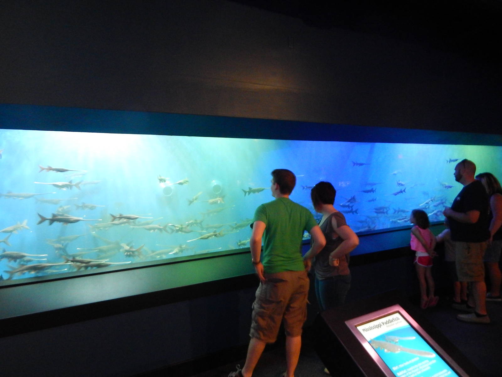 Aug. 2014 - Bizarre + Beautiful - Paddlefish Tank (Former Red Sea Exhibit)