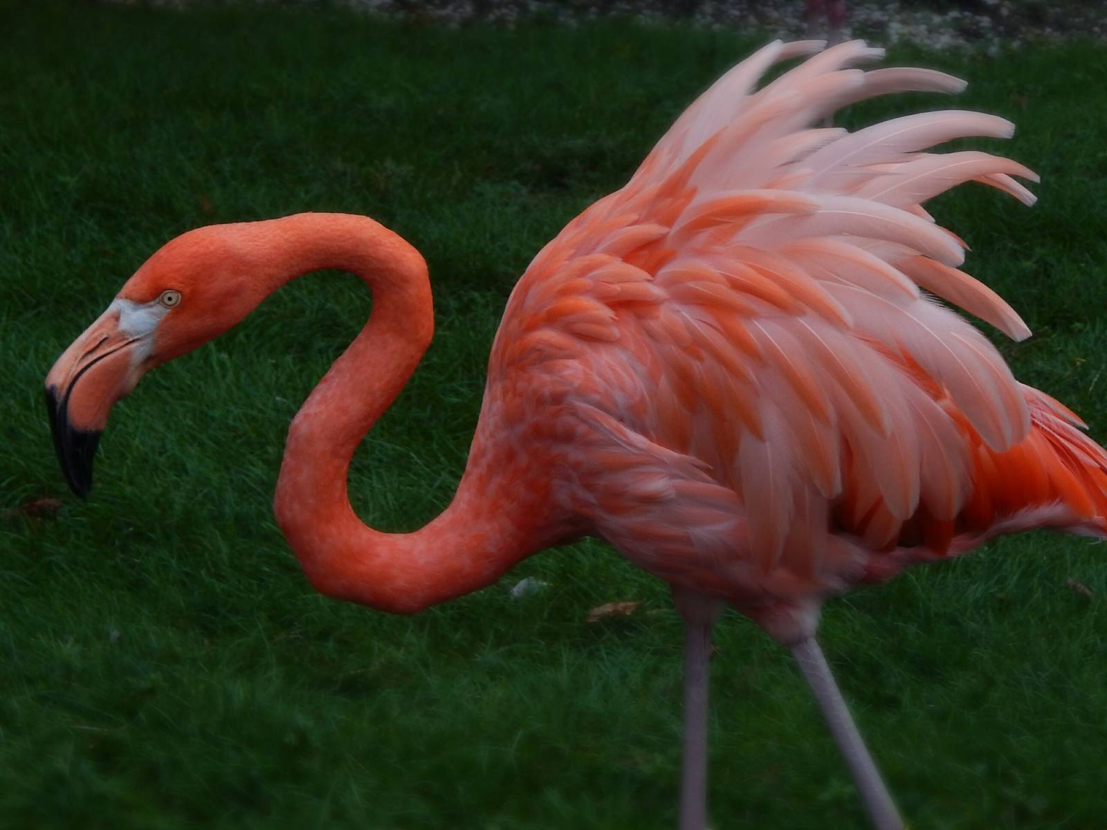 Aug. 2014 - Caribbean Flamingo
