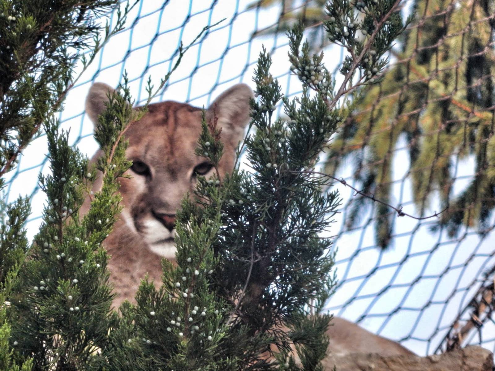 Aug. 2014 - Cat Canyon - Hidden Form of Fear