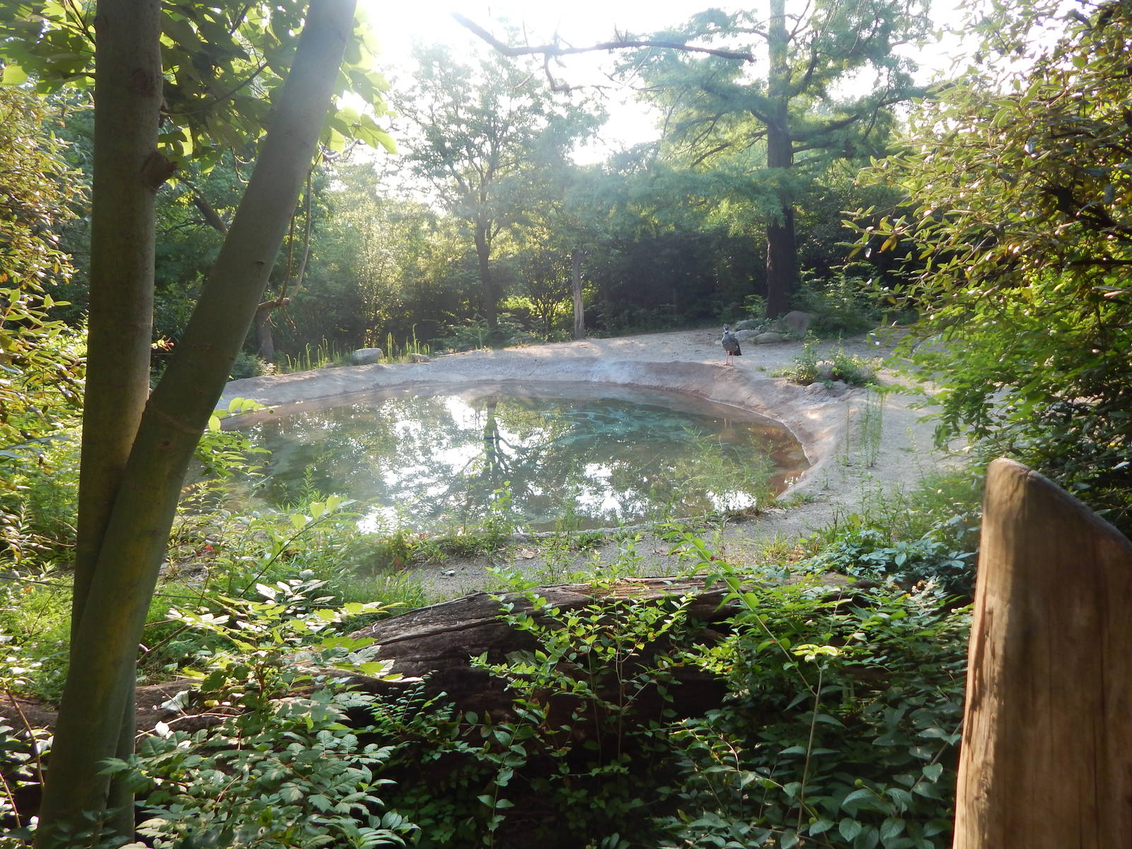 Aug. 2014 - Crested Screamer Exhibit (Temporary)