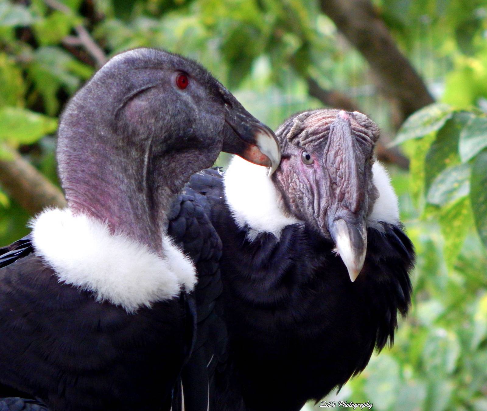 Aug. 2014 - Eagle Eyrie - Andean Condors