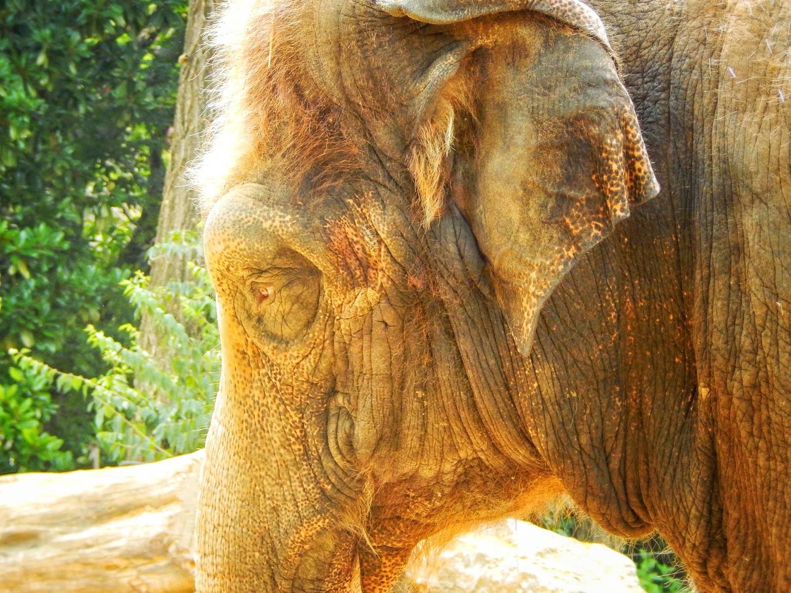Aug. 2014 - Elephant Reserve - Jati