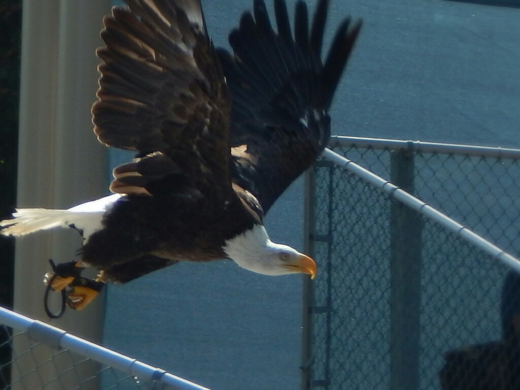 Aug. 2014 - Family Farm - Bald Eagle