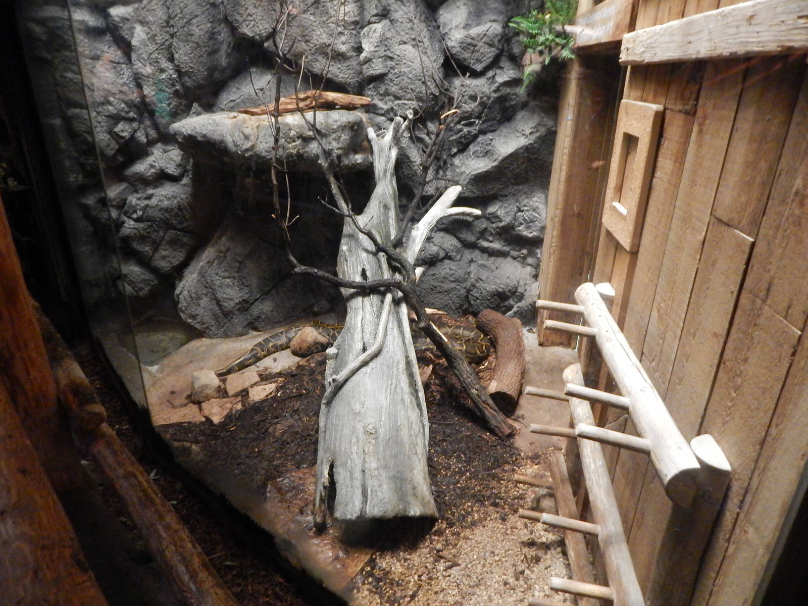 Aug. 2014 - Fragile Forest - Burmese Python Exhibit