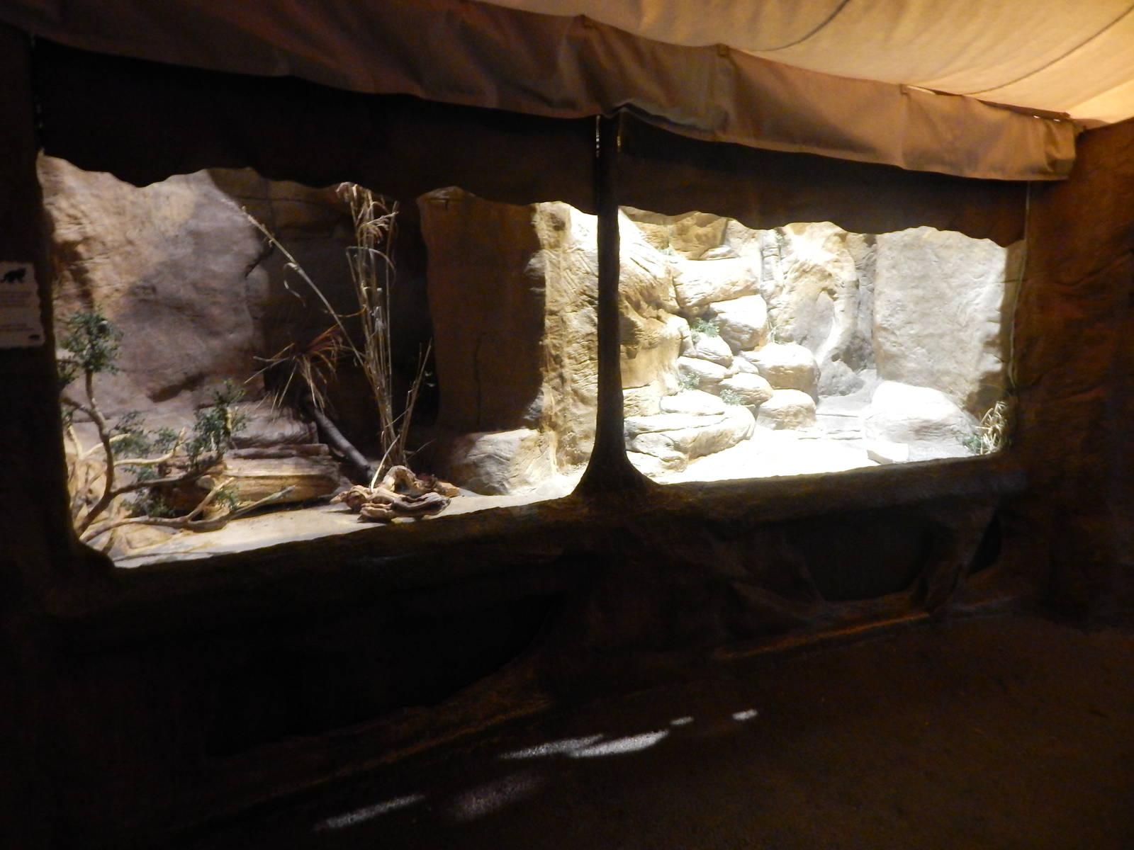 Aug. 2014 - Fragile Forest - Fragile Desert - Black-footed Cat Exhibit