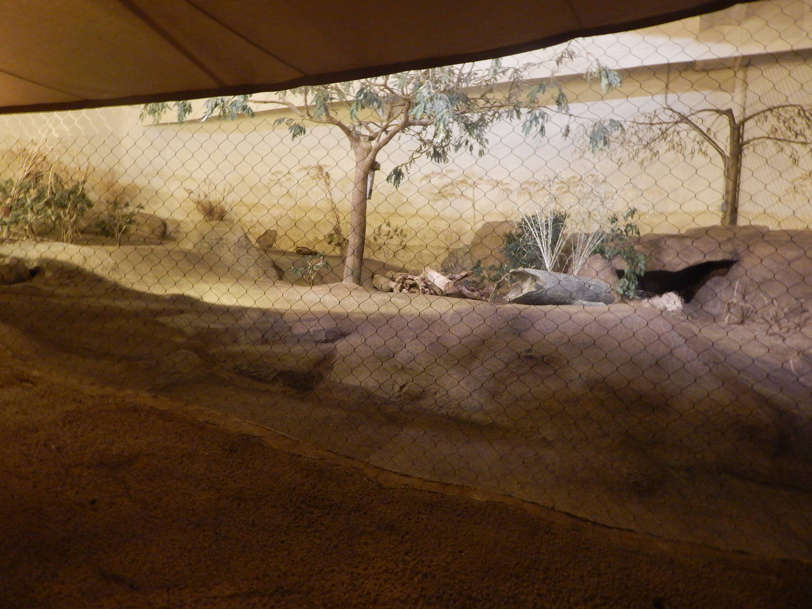 Aug. 2014 - Fragile Forest - Fragile Desert - Crested Porcupine Exhibit