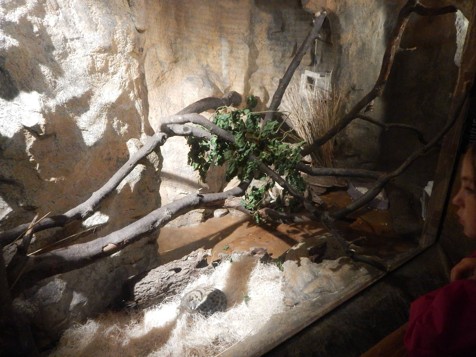 Aug. 2014 - Fragile Forest - Fragile Desert - Large-spotted Genet