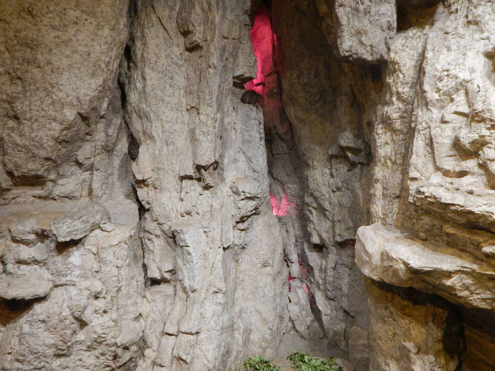 Aug. 2014 - Fragile Forest - Fragile Desert - Rock Hyrax Exhibit (Find 2 of