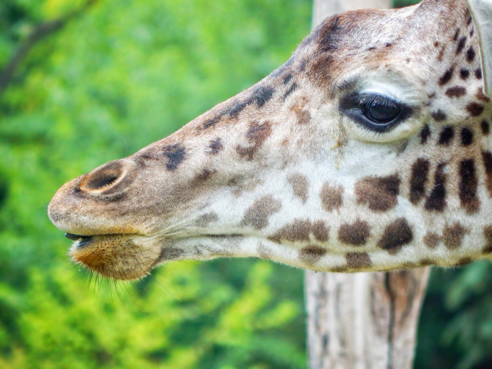 Aug. 2014 - Giraffe Ridge - Jambo