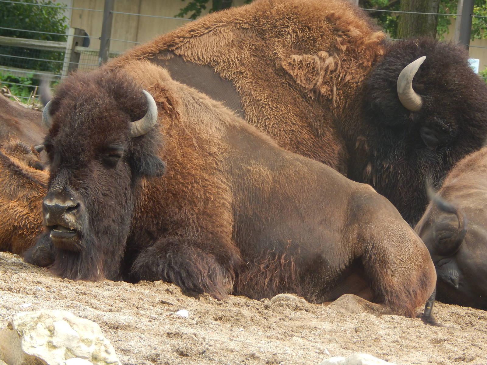 Aug. 2014 - Great Bear Wilderness - American Bison
