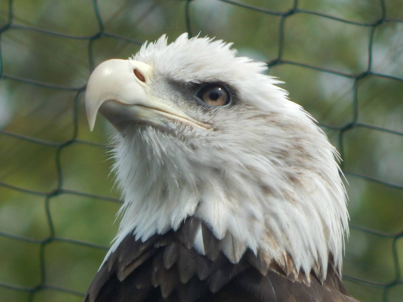 Aug. 2014 - Great Bear Wilderness - Bald Eagle