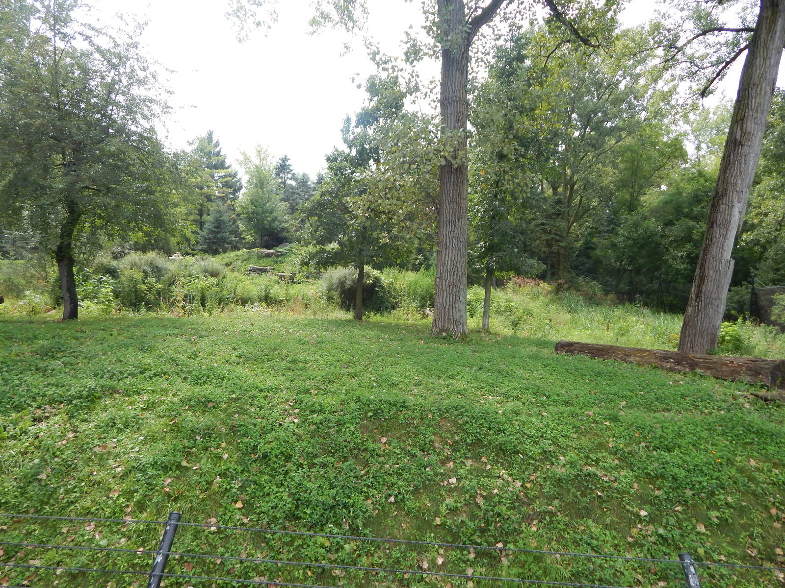 Aug. 2014 - Great Bear Wilderness - Regenstein Wolf Woods