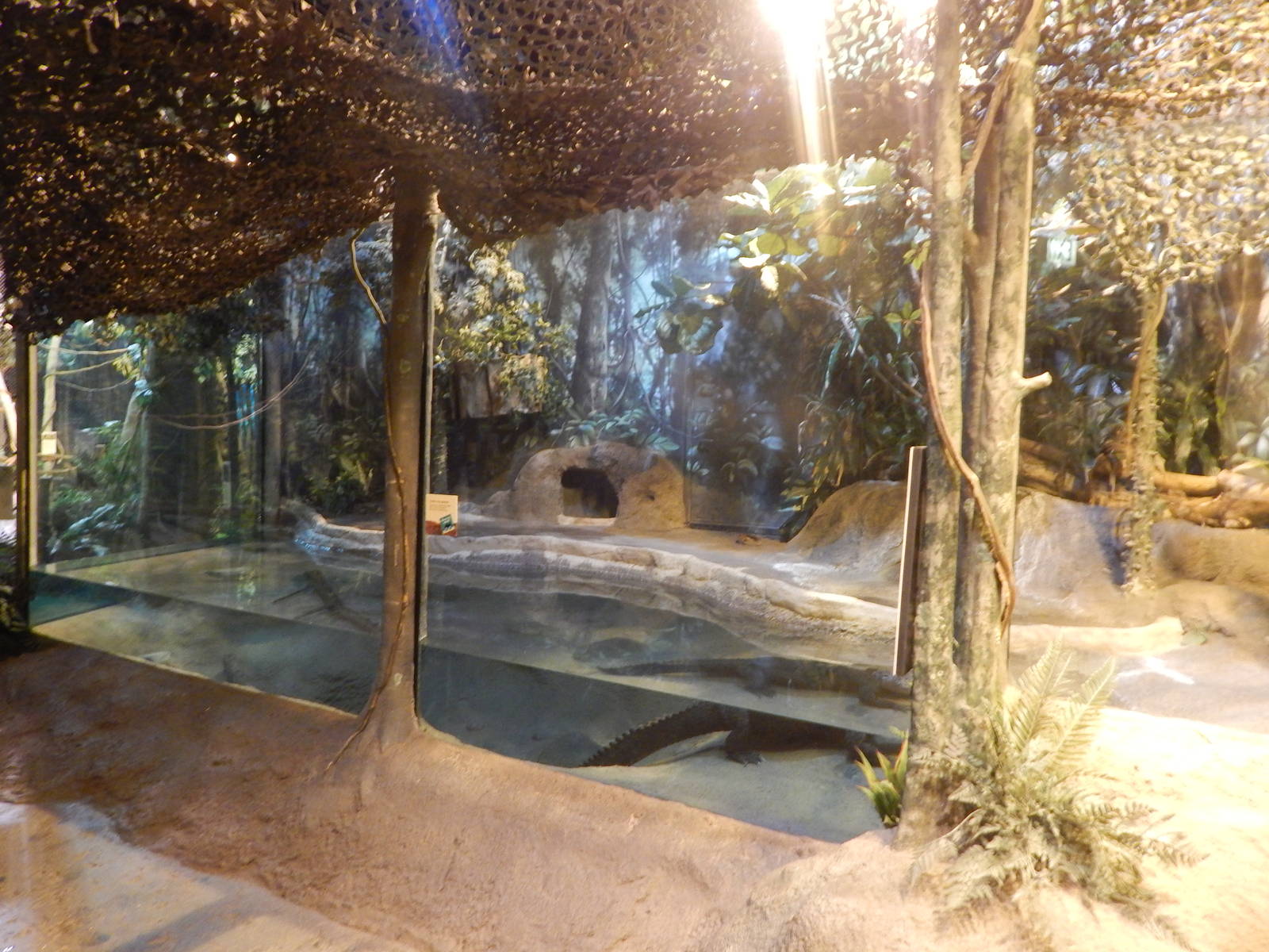 Aug. 2014 - Habitat Africa! The Forest - Dwarf Crocodile Exhibit