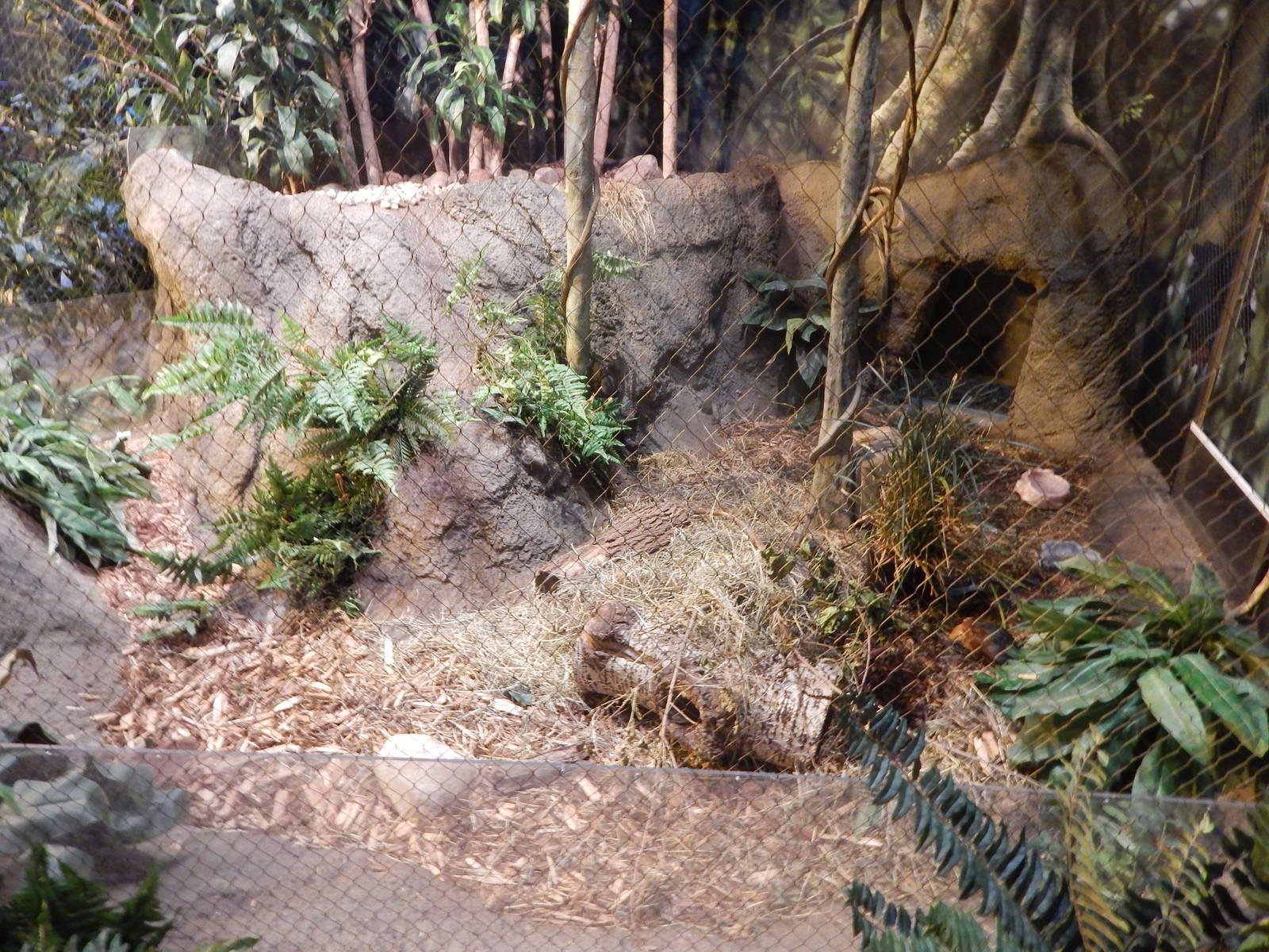 Aug. 2014 - Habitat Africa! The Forest - Giant Elephant Shrew Exhibit