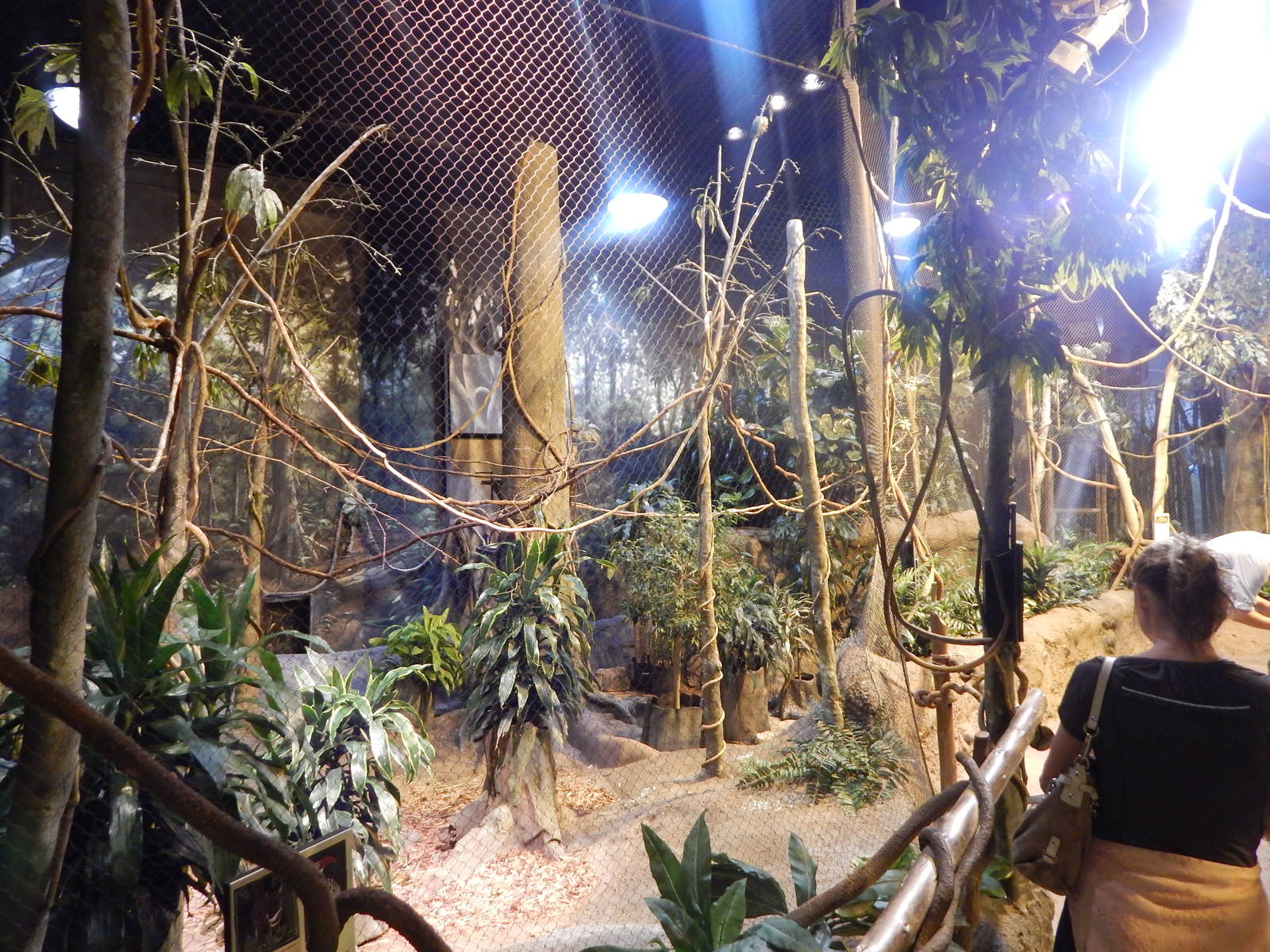 Aug. 2014 - Habitat Africa! The Forest - Red-billed Hornbill + Royal Antelo