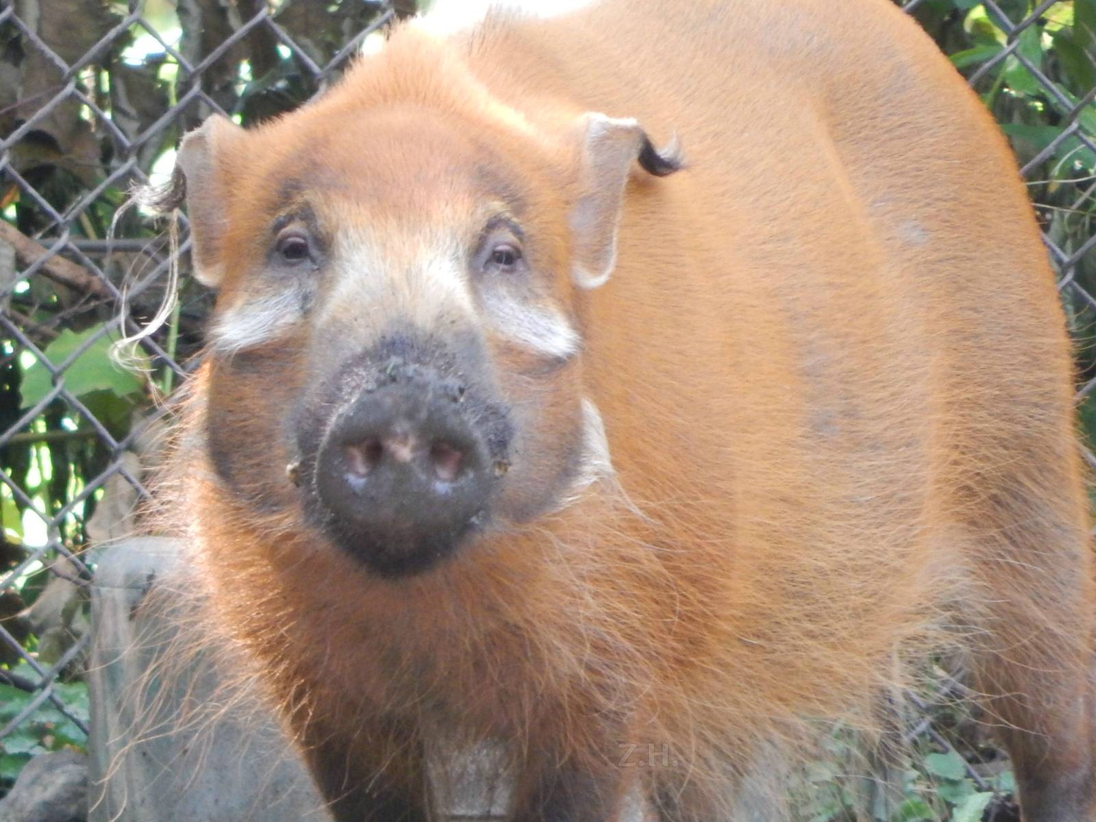 Aug. 2014 - Habitat Africa! The Forest - Red River Hog