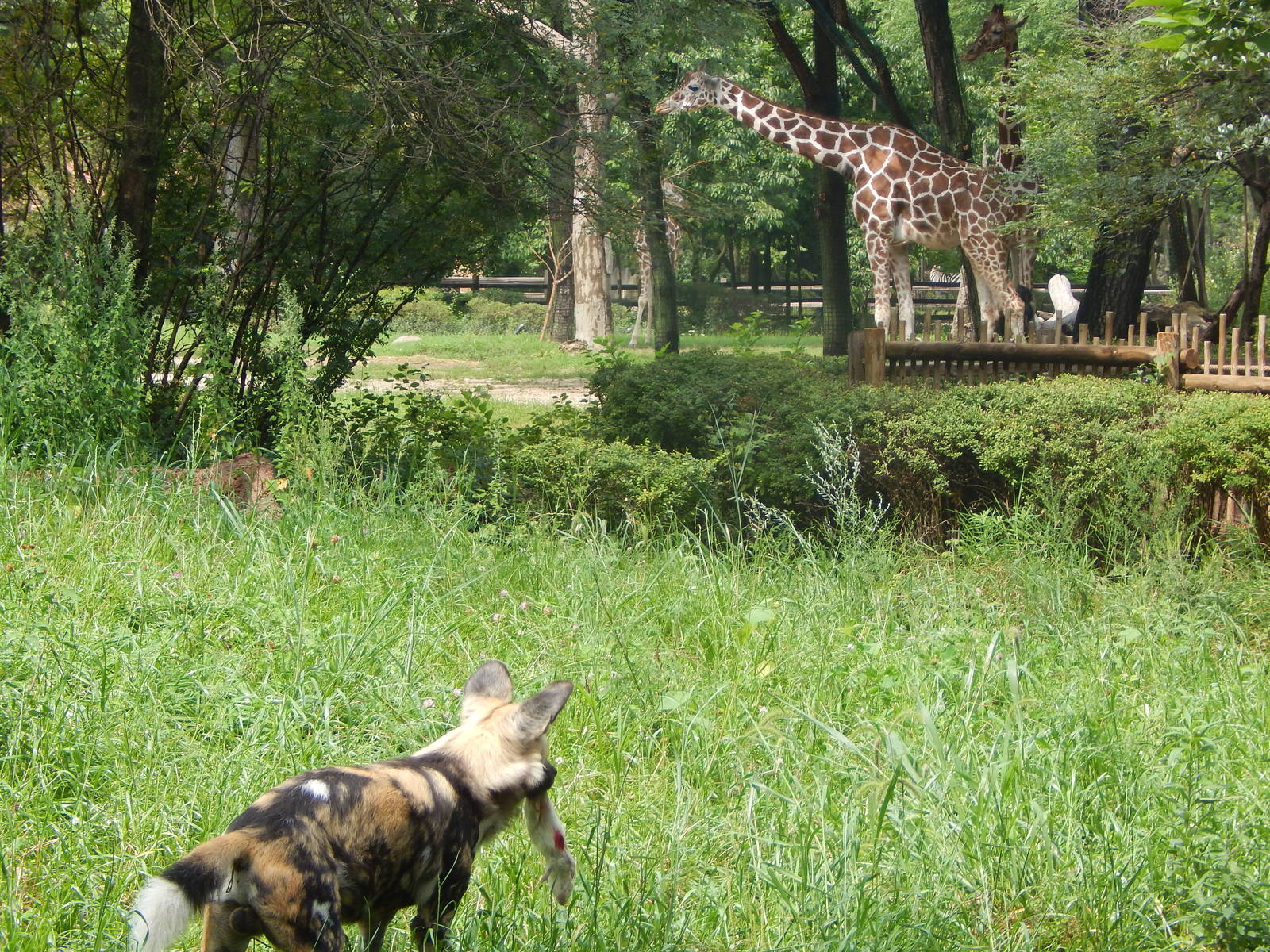 Aug. 2014 - Habitat Africa! The Savanna - African Painted Dog + Reticulated