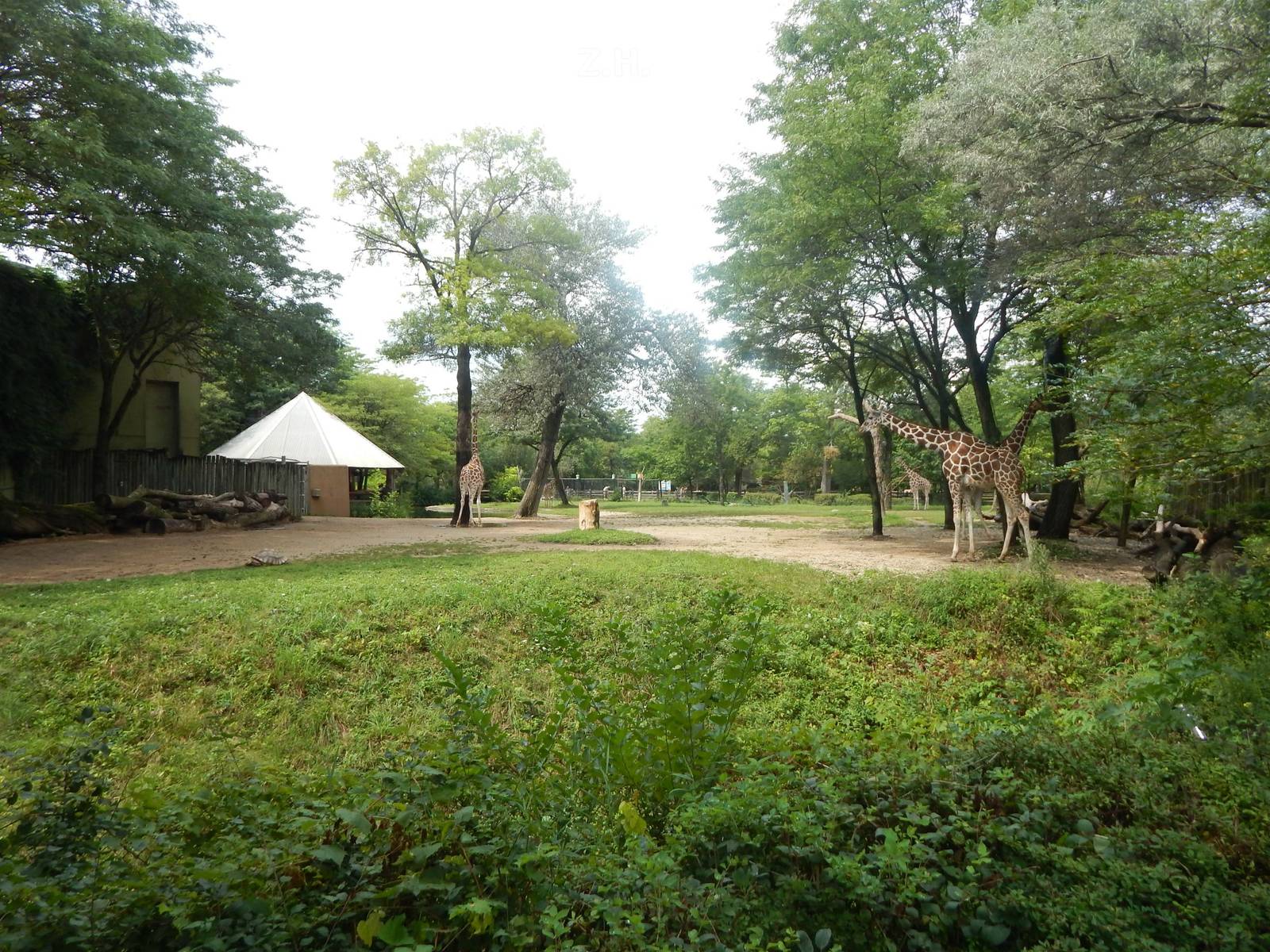 Aug. 2014 - Habitat Africa! The Savanna - Reticulated Giraffe + Egyptian +