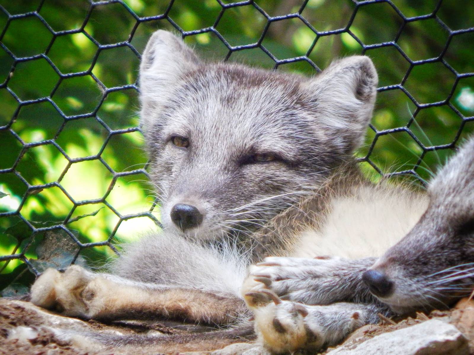 Aug. 2014 - Lords of the Arctic - Arctic Fox