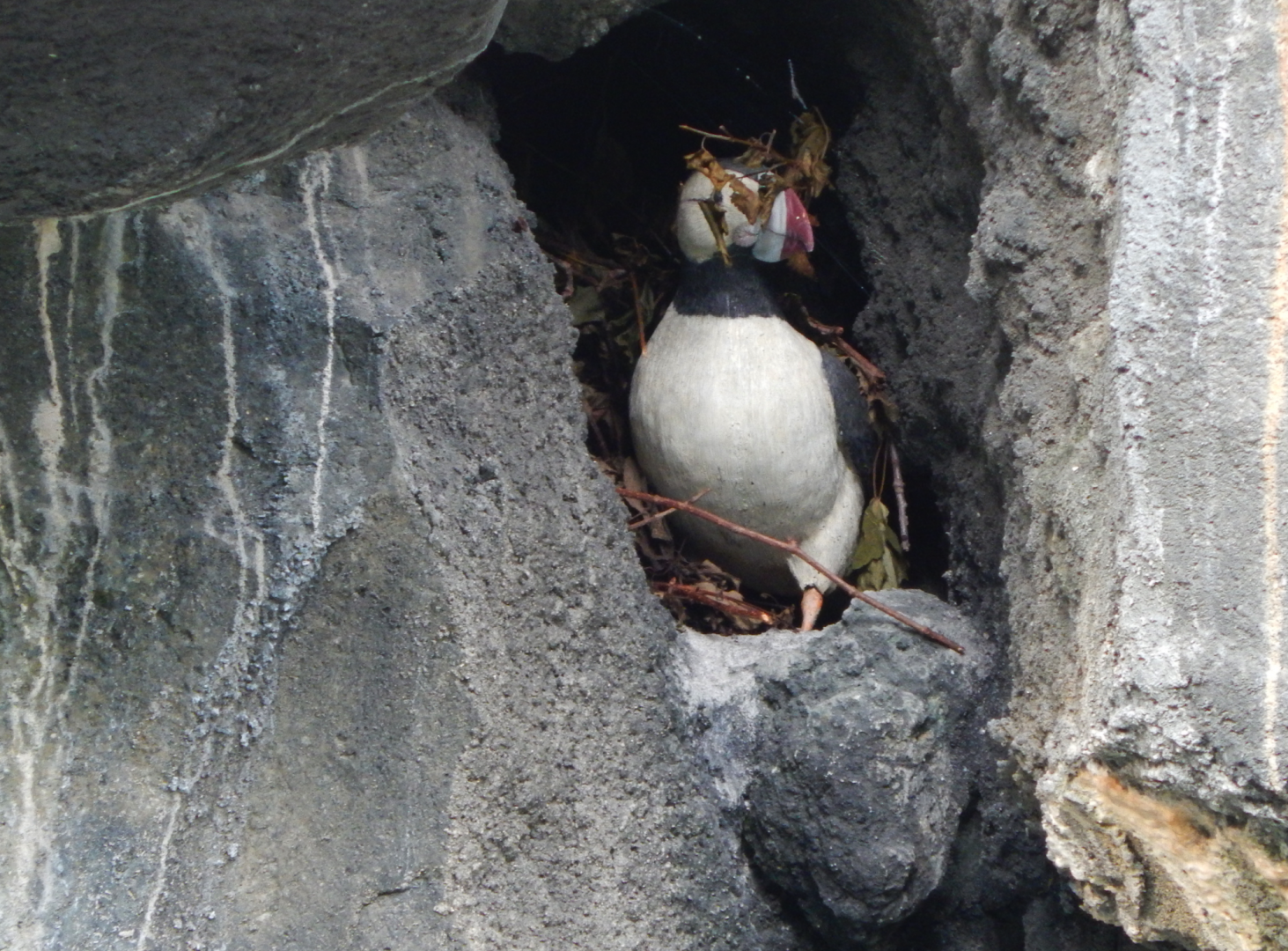 Aug. 2014 - Lords of the Arctic - Horned Puffin...