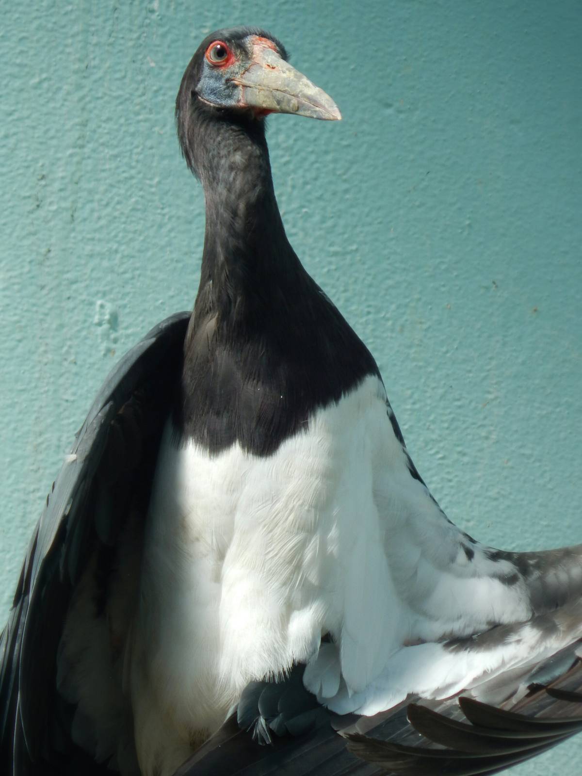 Aug. 2014 - Mahler Family Aviary - Abdims Stork