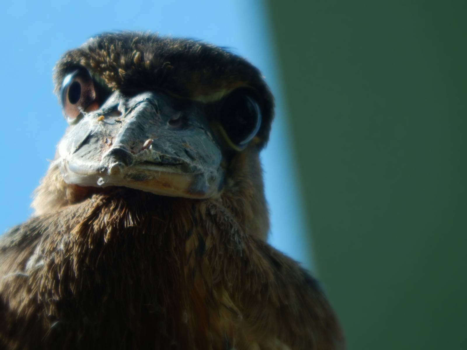 Aug. 2014 - Mahler Family Aviary - Boat-billed Heron