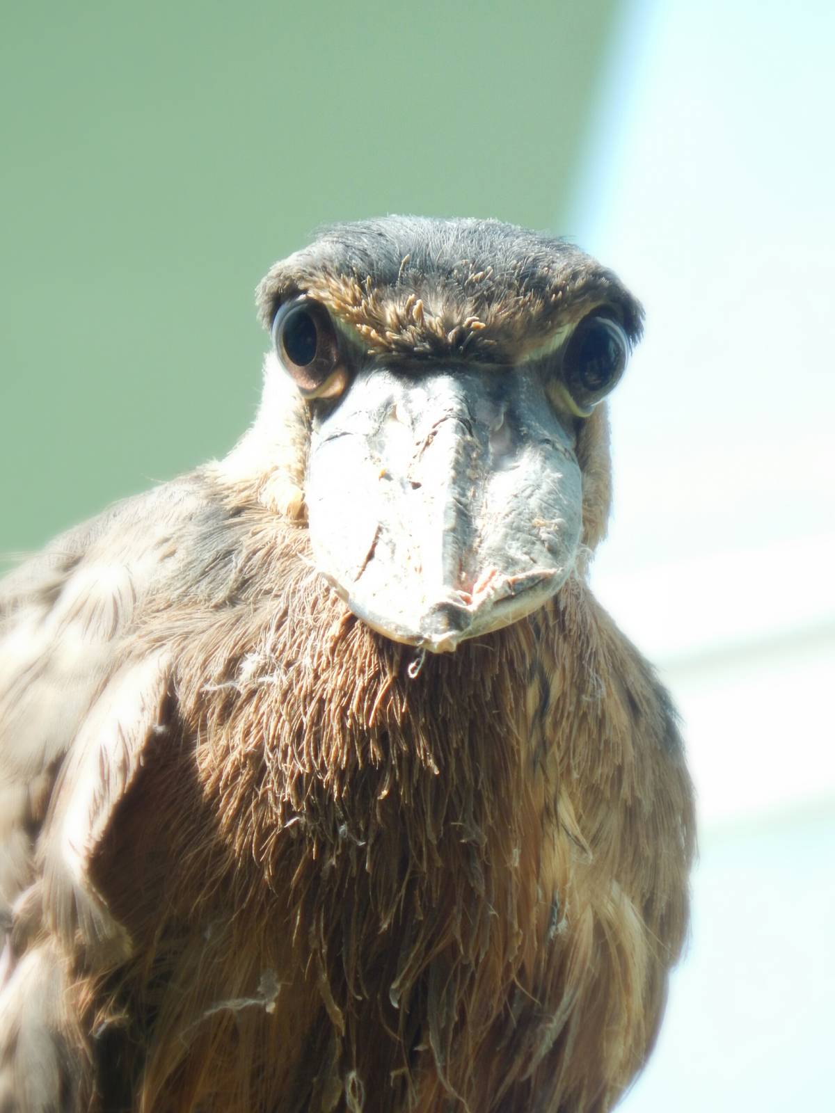 Aug. 2014 - Mahler Family Aviary - Boat-billed Heron