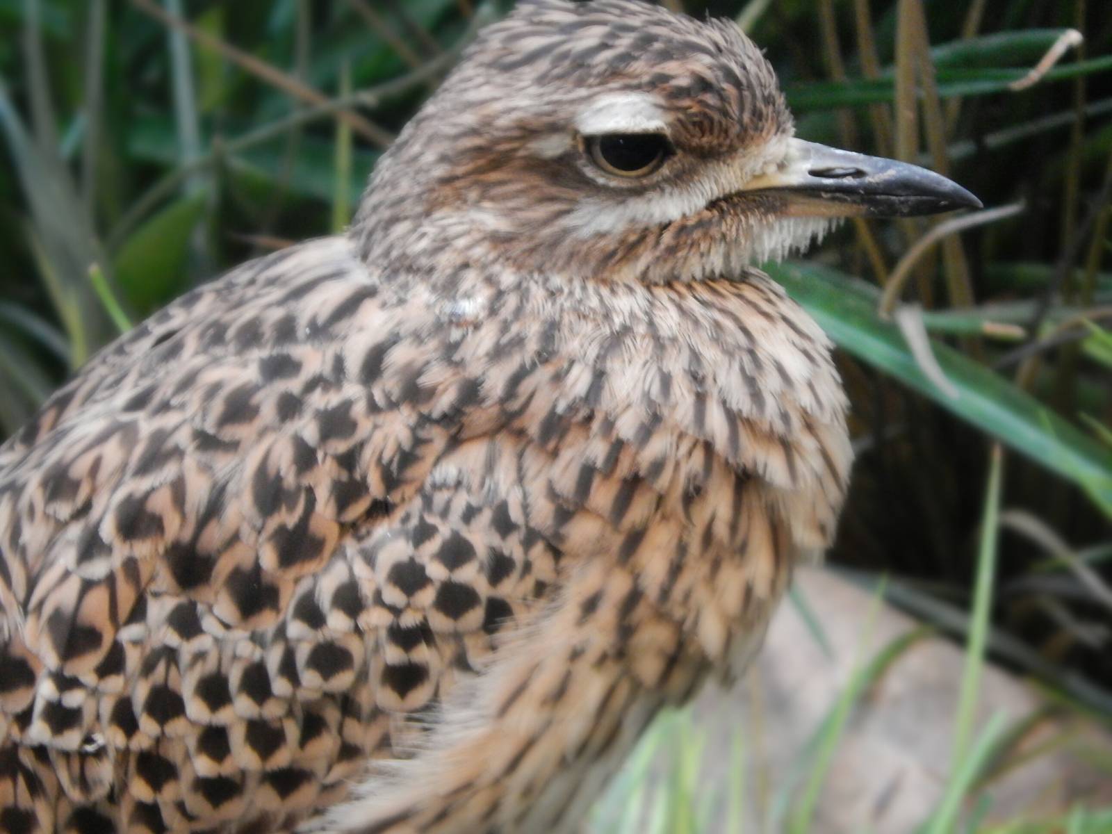 Aug. 2014 - Mahler Family Aviary - Cape Thick Knee