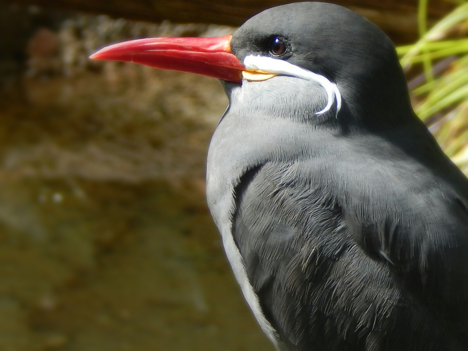 Aug. 2014 - Mahler Family Aviary - Inca Tern